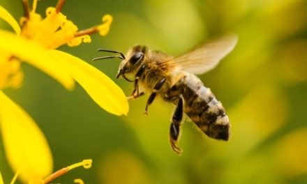 20 DE MAYO ES EL DÍA MUNDIAL DE LAS ABEJAS
