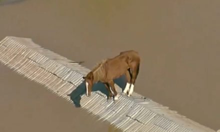 RESCATAN A CABALLO QUE ESTUVO CINCO DÍAS EN UN TEJADO
