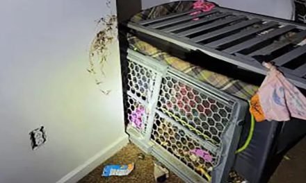 NIÑO DE DOS AÑOS ERA ENCERRADO EN UNA JAULA PRECARIA SUCIA Y CON SIGNOS DE VIOLENCIA