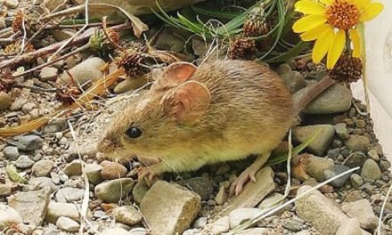 NUEVO CASO SOSPECHOSO DE ARENAVIRUS EN LA PAZ