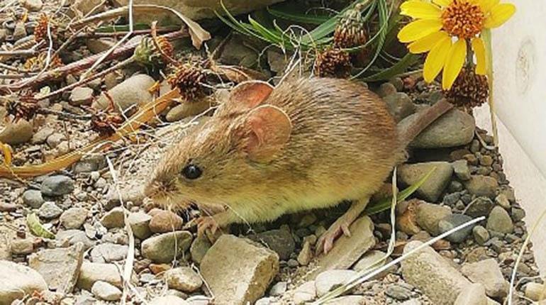 NUEVO CASO SOSPECHOSO DE ARENAVIRUS EN LA PAZ