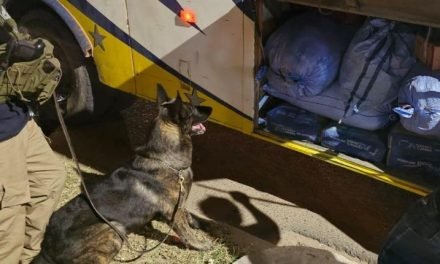 CAN ANTIDROGA DETECTA 21 PAQUETES DE MARIHUANA EN UN BUS INTERDEPARTAMENTAL