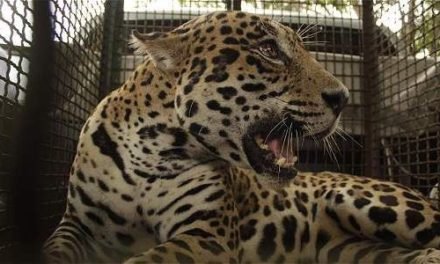 EL JAGUAR QUE MATÓ A UN HOMBRE EN BIOPARQUE SERÁ DEVUELTO A SU HÁBITAT NATURAL