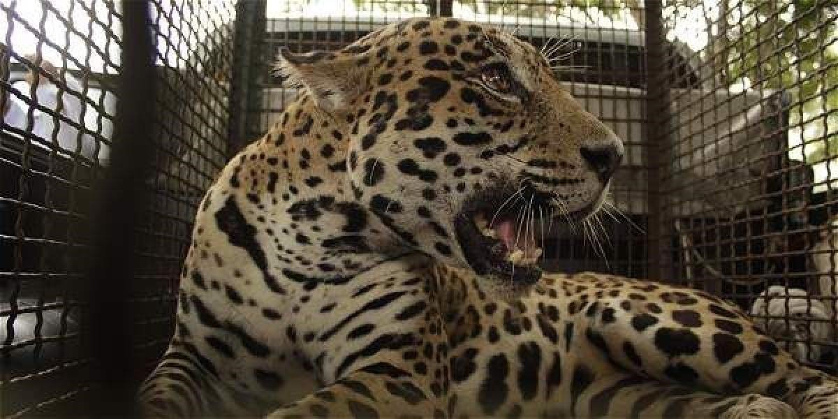 EL JAGUAR QUE MATÓ A UN HOMBRE EN BIOPARQUE SERÁ DEVUELTO A SU HÁBITAT NATURAL