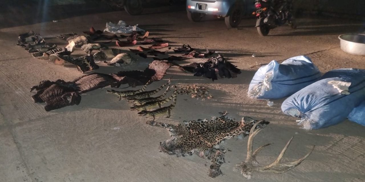 TRAFICAR MARIHUANA CON CUERO DE ANIMALES SILVESTRES EN EL BENI