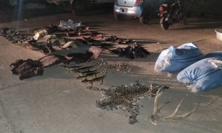 TRAFICAR MARIHUANA CON CUERO DE ANIMALES SILVESTRES EN EL BENI