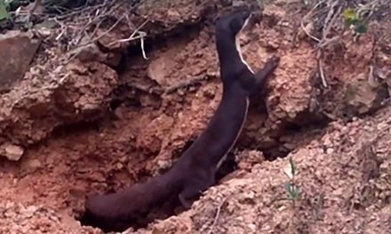 AVISTAMIENTO DE LA COMADREJA AMAZÓNICA