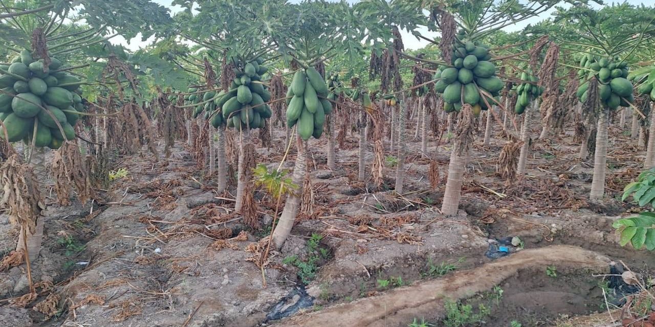 PLANTACIONES DE PAPAYA, PIMENTÓN Y PAPA LAS MÁS AFECTADAS POR LA SEQUÍA