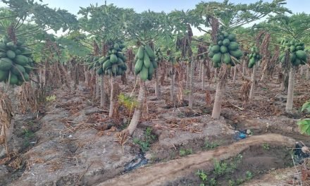 PLANTACIONES DE PAPAYA, PIMENTÓN Y PAPA LAS MÁS AFECTADAS POR LA SEQUÍA
