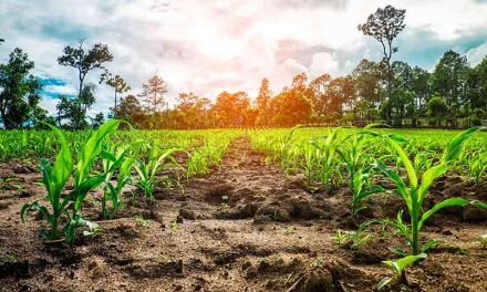 CONFEAGRO COMPROMETE GENERAR MIL MILLONES DE DÓLARES ADICIONALES SI SE APRUEBAN TRANSGÉNICOS  