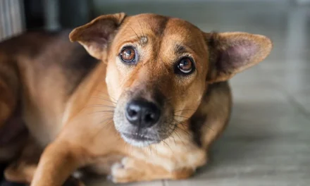 PRESENTAN PROYECTO DE LEY PARA QUE EL SOAT CUBRA LA ATENCIÓN A CANES ATROPELLADOS