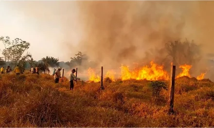 VEINTE MUNICIPIOS SON AFECTADOS POR 73 INCENDIOS FORESTALES EN SANTA CRUZ