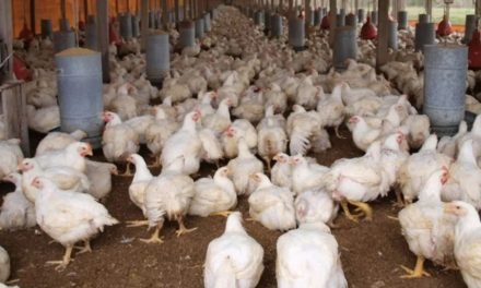 AVICULTORES DE SANTA CRUZ PIERDEN $US 2 MILLONES POR BLOQUEOS