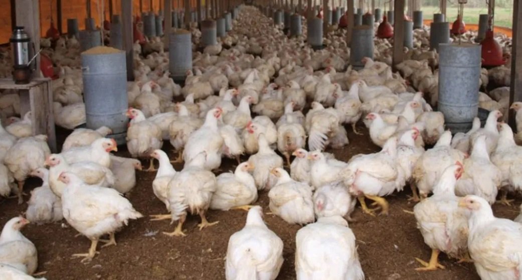 AVICULTORES DE SANTA CRUZ PIERDEN $US 2 MILLONES POR BLOQUEOS