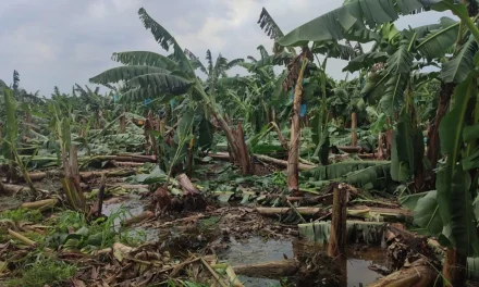 VIENTOS HURACANADOS DERRIBAN CULTIVOS DE BANANO EN CHIMORE