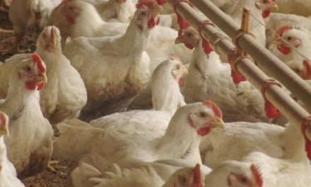 AVICULTORES REPORTAN CAÍDA DE AL MENOS 40% EN LA OFERTA DE POLLO