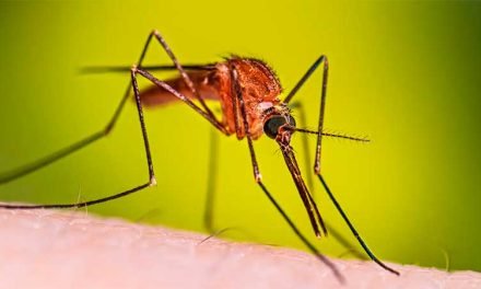 POR PRIMERA VEZ EN BOLIVIA ESTERILIZAN MOSQUITOS AEDES AEGYPTI