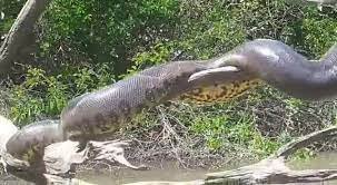 SE INCREMENTAN LOS AVISTAMIENTOS DE SICURÍS GIGANTES EN RÍOS DEL BENI Y LA AMAZONÍA