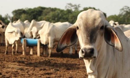 GANADEROS EXIGEN MAYOR CONTROL FRONTERIZO PARA FRENAR EL CONTRABANDO DE CARNE