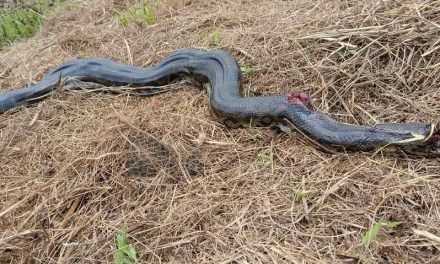 SACRIFICAN A UNA SICURÍ QUE INTENTÓ DEVORAR A UN NIÑO DE 10 AÑOS EN PUERTO ALMACEN