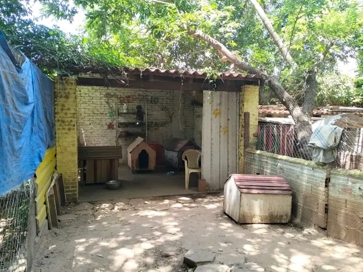 DENUNCIAN ATAQUES A REFUGIOS DE PERROS QUE PONEN EN RIESGO A LOS ANIMALES