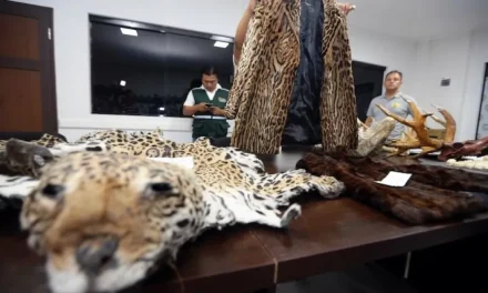 DIPUTADA INGRESA DEMANDA POR BIOCIDIO DE JAGUARES ANTE EL TRIBUNAL AGROAMBIENTAL