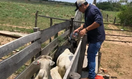 GANADEROS SUSPENDER DIÁLOGO CON EL GOBIERNO TRAS SUSPENDER DE EXPORTACIÓN DE CARNE