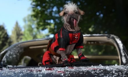 EL PERRO FEO DE DEADPOOL SE LLEVÓ UN OSCAR CANINO