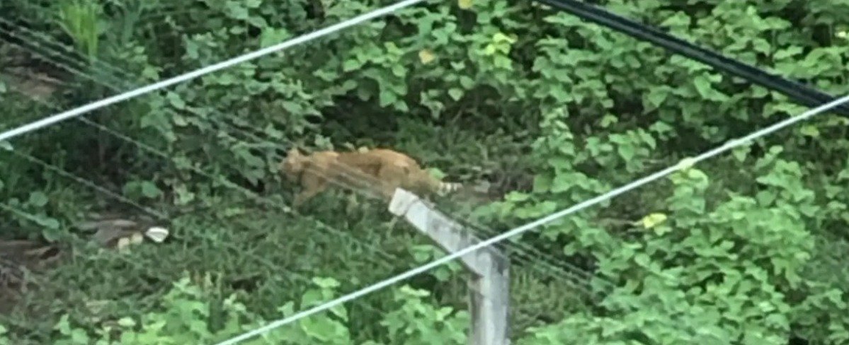 VECINOS VEN A UN PUMA POR LA AVENIDA BENI OCTAVO ANILLO