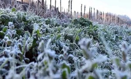 PRONOSTICAN HELADAS EN LOS DEPARTAMENTOS DE TARIJA, CHUQUISACA Y SANTA CRUZ