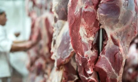 GOBIERNO MANTIENE SUSPENSIÓN DE EXPORTACIÓN DE CARNE HASTA QUE BAJE SU PRECIO