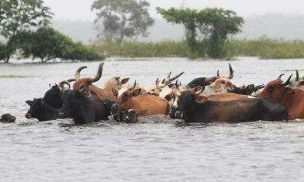 MÁS DE 8.000 RESES MURIERON POR LAS LLUVIAS E INUNDACIONES EN BENI Y HAY 516.000 EN RIESGO
