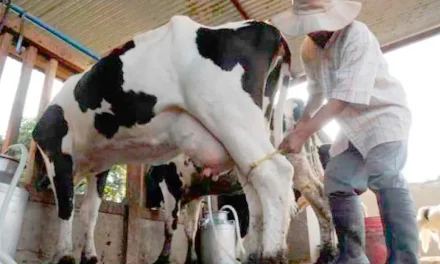 GOBIERNO PROPONE A PRODUCTORES SUBIR 50 CENTAVOS POR LITRO DE LECHE