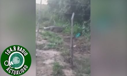 VECINOS ENCUENTRAN UN LAGARTO EN UN BARRIO DE LA GUARDIA
