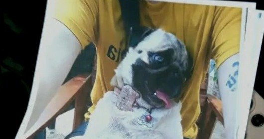 OFRECEN BS 20 MIL DE RECOMPENSA POR UNA PERRITA ROBADA LLAMADA «DANNA»