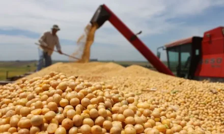 GOBIERNO ABRE LA EXPORTACIÓN DE HASTA 250 MIL TONELADAS DE SOYA