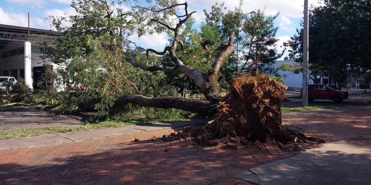 FUERTES VIENTOS TUMBAN UN ÁRBOL EN LA PLAZA 24 DE SEPTIEMBRE