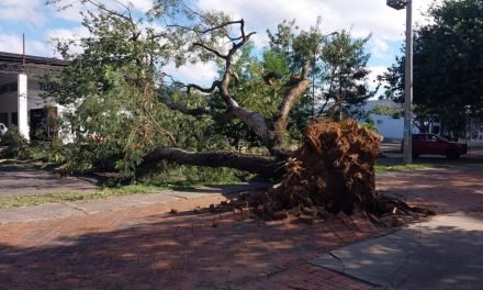 FUERTES VIENTOS TUMBAN UN ÁRBOL EN LA PLAZA 24 DE SEPTIEMBRE