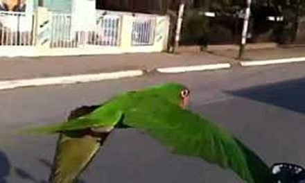 UN LORO VUELA JUNTO A SU DUEÑO QUE VA EN MOTO Y SE VIRALIZA