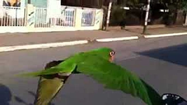UN LORO VUELA JUNTO A SU DUEÑO QUE VA EN MOTO Y SE VIRALIZA