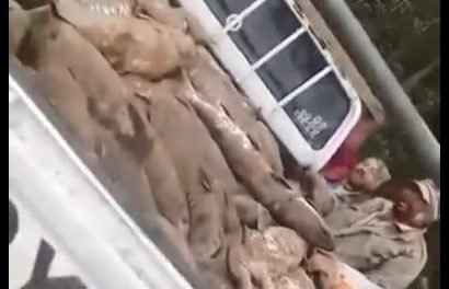 PESCADORES DEL RÍO GRANDE SORPRENDEN CON UNA INUSUAL PESCA DE SURUBÍES