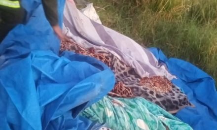 REPORTAN QUE AL MENOS CINCO PERSONAS FALLECIERON EN GRAVE ACCIDENTE DE TRÁNSITO