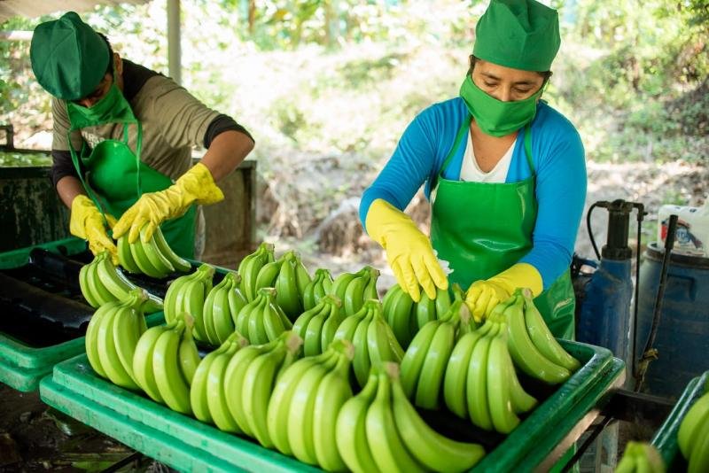 BANANEROS DEL TRÓPICO A PUNTO DE EXPORTAR A BRASIL Y SUEÑAN CON EUROPA