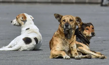EL 21 DE JULIO ES EL DÍA MUNDIAL DEL PERRO