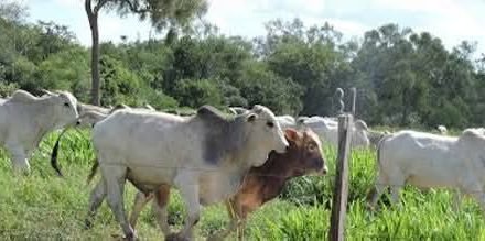 SANTA CRUZ: ABIGEATO GOLPEA OTRA VEZ Y GANADEROS ANUNCIAN PRONUNCIAMIENTO