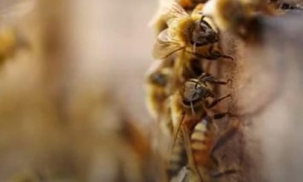 ATAQUES DE ABEJAS MATAN MASCOTAS Y PONEN EN RIESGO A VECINOS DE LA MOLIENDITA