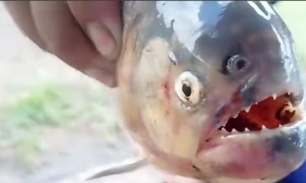 PIRAÑA MUERDE A PESCADOR EN EL RÍO GRANDE, EN PUERTO PAILAS