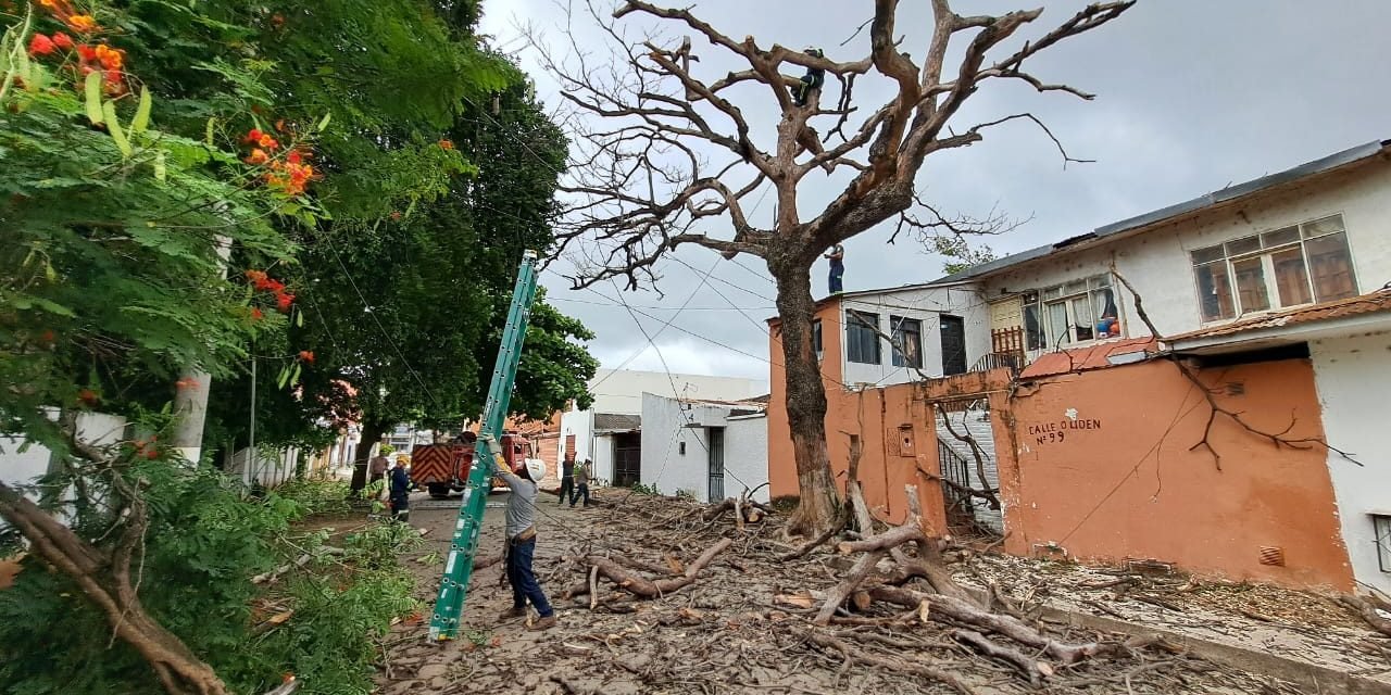 RETIRAN ÁRBOL DE MÁS DE 50 AÑOS QUE REPRESENTABA RIESGO PARA VIVIENDAS EN LA CALLE BALLIVIÁN