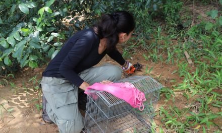 GOBERNACIÓN DE SANTA CRUZ DEVUELVE A LA VIDA SILVESTRE 17 CARACHUPAS Y UN PUERCOESPÍN
