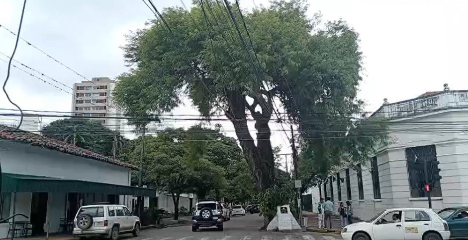 EL HISTÓRICO CUPESÍ DEL COLEGIO NACIONAL FLORIDA SE CONVIERTE EN ÁRBOL EMBLEMÁTICO DE SANTA CRUZ
